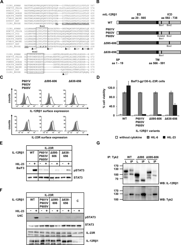 FIGURE 4: