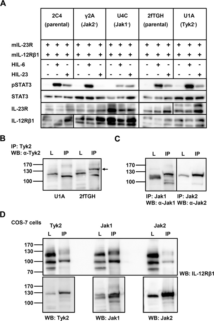 FIGURE 1: