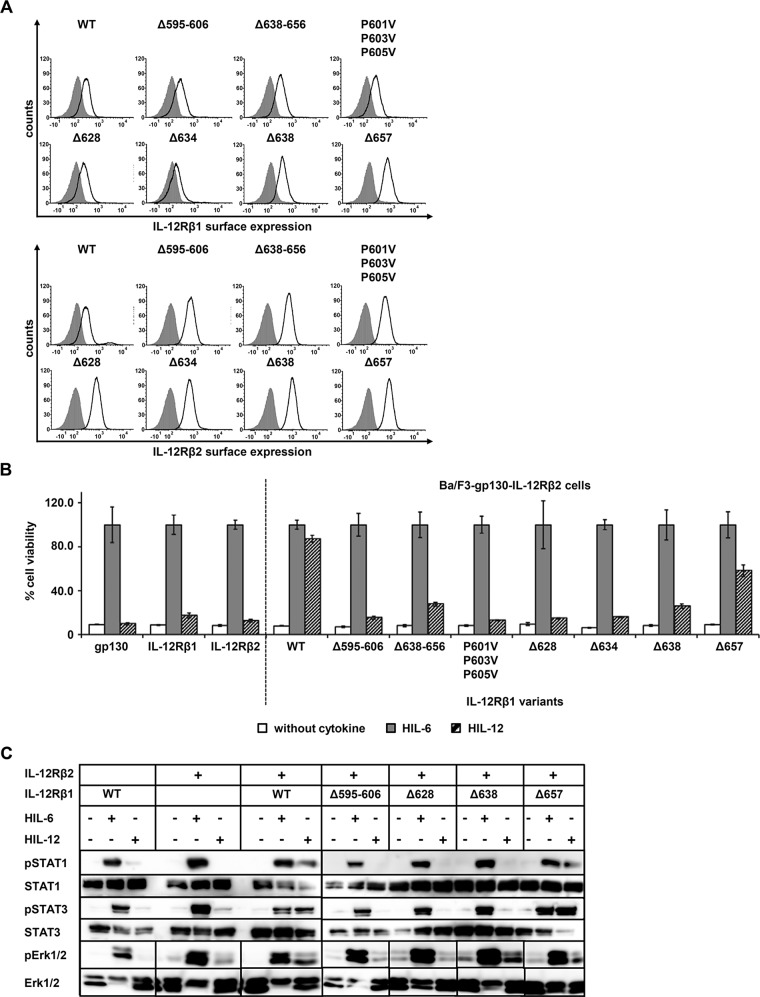 FIGURE 5: