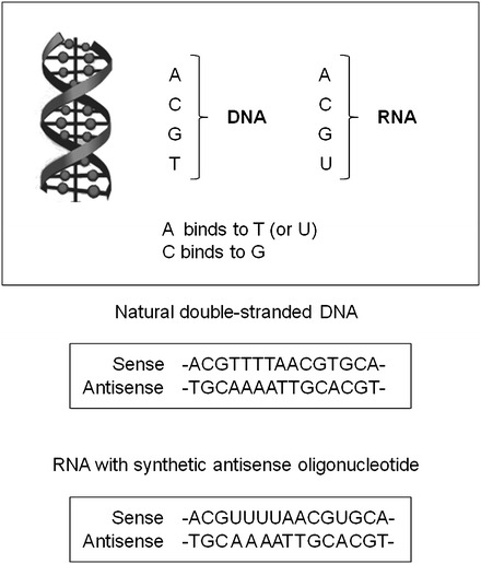 Fig. 2.4
