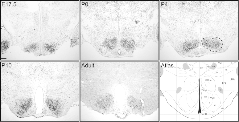 Figure 1