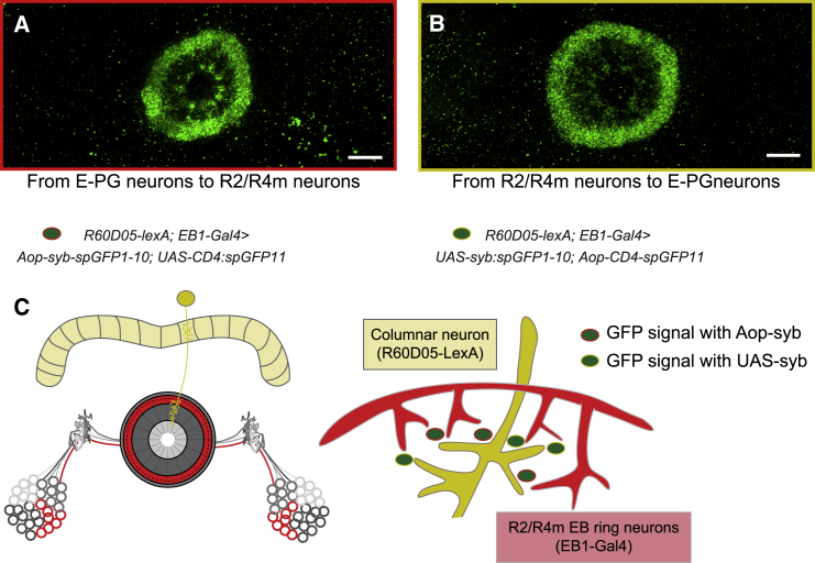 Figure 4