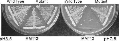 FIGURE 2.