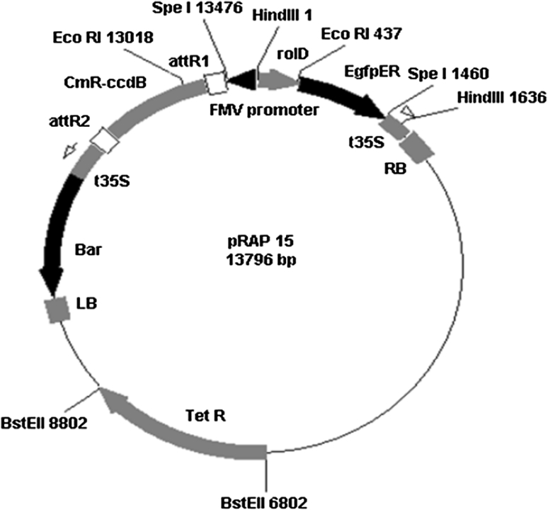 Fig. 1