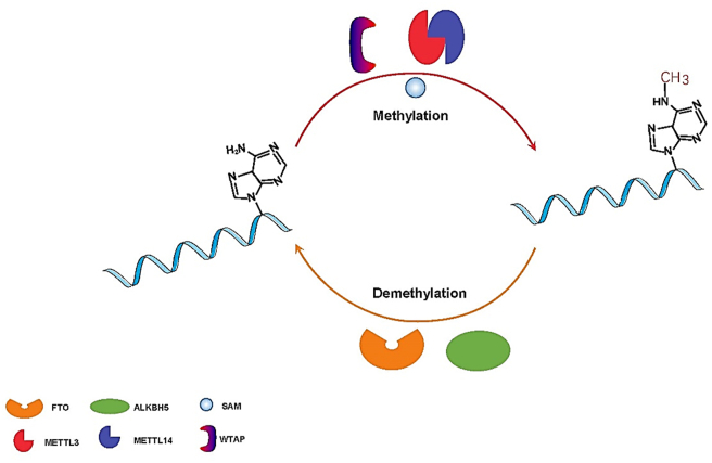 Figure 2