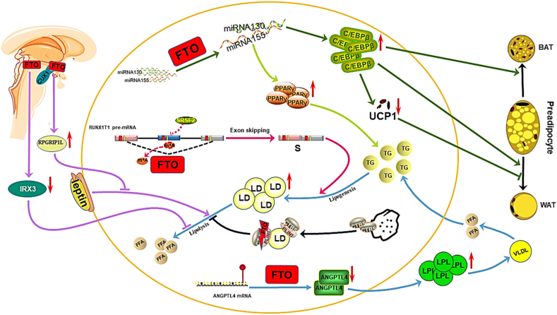 Figure 4