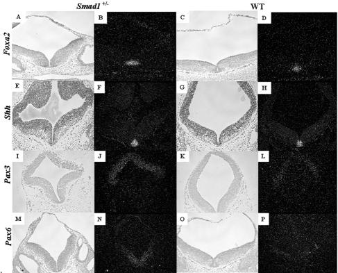 FIG. 8.