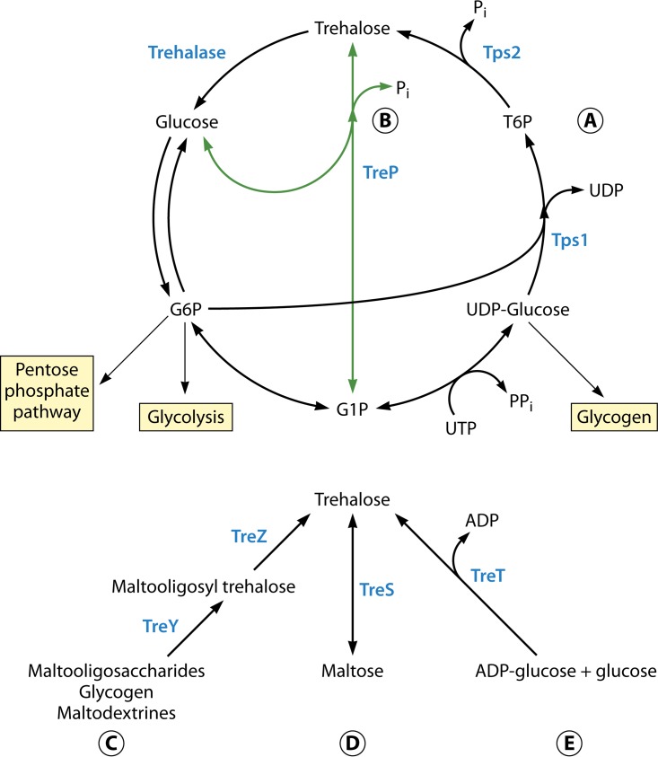 FIG 3