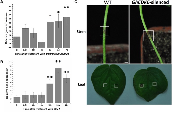 FIGURE 4