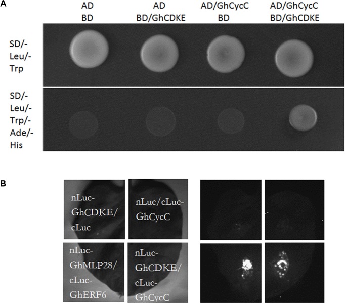 FIGURE 2