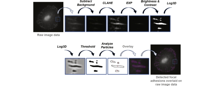 Step-by-step quantitative analysis of focal adhesions - PMC