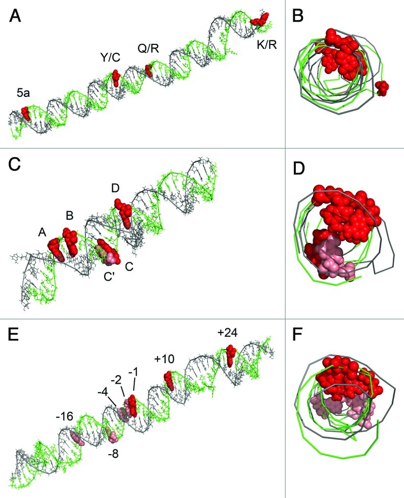 graphic file with name rna-9-1054-g6.jpg