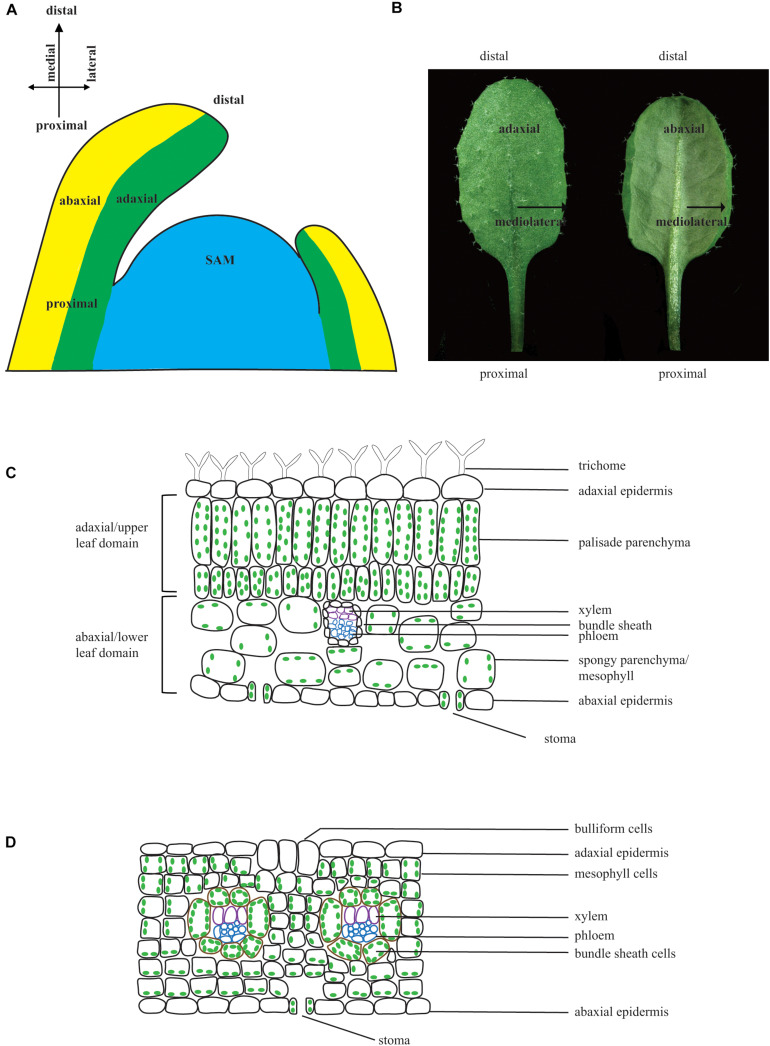 FIGURE 1