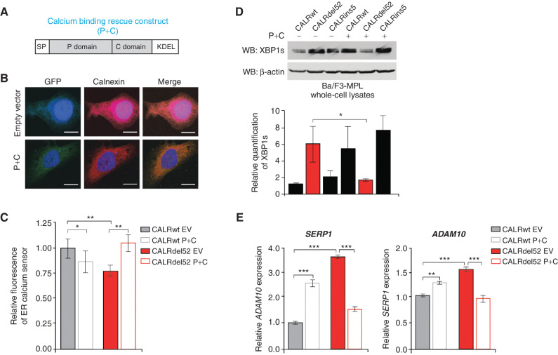 Figure 3. Type I mutant CALRdel52-driven ER Ca2+ depletion activates the IRE1α/XBP1 pathway. A, Schematic of the P+C rescue construct. The ER signal peptide was cloned just prior to the P domain to ensure proper localization of the protein. B, Immunofluorescence of empty GFP-expressing vector or P+C rescue construct in GFP-expressing backbone (green) and ER marker calnexin (red) in U2OS cells. Nuclear staining with DAPI is shown in blue. Merge column depicts the overlay of P+C in green with the ER in red to demonstrate colocalization (yellow). Scale bar, 10 μm. C, Quantification of relative fluorescence of Ca2+ sensor in U2OS cells expressing CALRwt + empty vector (control), CALRwt + P+C, CALRdel52 + empty vector, or CALRdel52 + P+C. Each bar represents the average of five independent replicates. Error bars, SD. Significance was determined by two-tailed Student t test (*, P < 0.05; **, P < 0.01). D, Top, Western blot analysis for spliced XBP1 (XBP1s) in Ba/F3-MPL cells expressing calreticulin (CALR) variants and either empty vector (−) or P+C (+) rescue construct. β-Actin was used as a loading control. Bottom, quantification of XBP1s band relative to β-actin control from two independent Western blots (shown above and in Supplementary Fig. S3B). Analysis was performed using Thermo Fisher Scientific iBright Analysis Software. Each bar represents the average of two independent replicates. Error bars, SD. Significance was determined by two-tailed Student t test (*, P < 0.05). E, qPCR for XBP1 targets ADAM10, and SERP1 in Ba/F3-MPL cells expressing CALRwt and CALRdel52 with or without the P+C rescue construct. Each bar represents the average of three independent replicates. Error bars, SD. Significance was determined by two-tailed Student t test (**, P < 0.01; ***, P < 0.001).