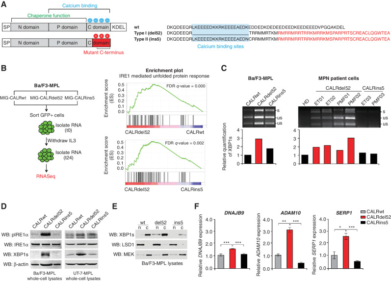 Figure 1. Type I CALRdel52 mutations differentially activate the IRE1α/XBP1 pathway of the unfolded protein response (UPR). A, Left, Structural comparison of wild-type (top) and mutant (bottom) calreticulin (CALR). CALR contains three distinct domains: the N-domain and P-domain are responsible for the chaperone function of the protein, although the P domain also contains one high-affinity Ca2+ binding site; the C-terminal domain binds Ca2+ with a series of acidic amino acids (denoted by blue circles), and terminates at an ER retention signal (KDEL). SP, ER signal peptide. CALR mutations occur in the C-terminal Ca2+ binding domain, and produce an identical 36 amino acid mutant C-terminal tail (red shaded region). The mutant C-terminus is characterized by the replacement of the acidic Ca2+ binding residues with positively charged residues (denoted by red circles), and loss of the KDEL sequence. SP, ER signal peptide. Right, schematic depicting C-terminal amino acid sequence of CALRwt versus type I CALRdel52 and type II CALRins5. CALRins5 retains many of the Ca2+ binding residues present in the wild-type protein, which are lost in the del52-mutant protein (highlighted in blue). 36 amino acid mutant C-terminal tail shared between all CALR-mutant proteins is depicted in red. B, Left, schematic depicting workflow for RNA-sequencing (RNA-seq) experiment in Ba/F3-MPL cells expressing CALR variants in MSCV-IRES-GFP (MIG) backbone. Right, GSEA plots for IRE1α-mediated UPR in Ba/F3-MPL-CALRdel52 cells versus Ba/F3-MPL-CALRwt cells (top) and Ba/F3-MPL-CALRins5 cells (bottom). C, Top, XBP1 splicing assay performed in Ba/F3-MPL cells and MPN patient cells. Top band shows the spliced form of XBP1 (s), bottom bands show the Pst1-digested unspliced form of XBP1 (us). Bottom, quantification of spliced XBP1 band. D, Western blot analysis for phospho-IRE1α, total IRE1α, and spliced XBP1 (XBP1s) in Ba/F3-MPL and UT-7-MPL cells expressing CALR variants. β-Actin was used as a loading control. E, Western blot analysis for XBP1s in CALR-expressing Ba/F3-MPL nuclear and cytosolic extracts. LSD1 was used as a nuclear marker and MEK was used as a cytosolic marker. F, qPCR for XBP1 targets DNAJB9, ADAM10, and SERP1 in UT-7-MPL cells. Each bar represents the average of three replicates. Error bars, SD. Significance was determined by two-tailed Student t test (*, P < 0.05; **, P < 0.01; ***, P < 0.001).