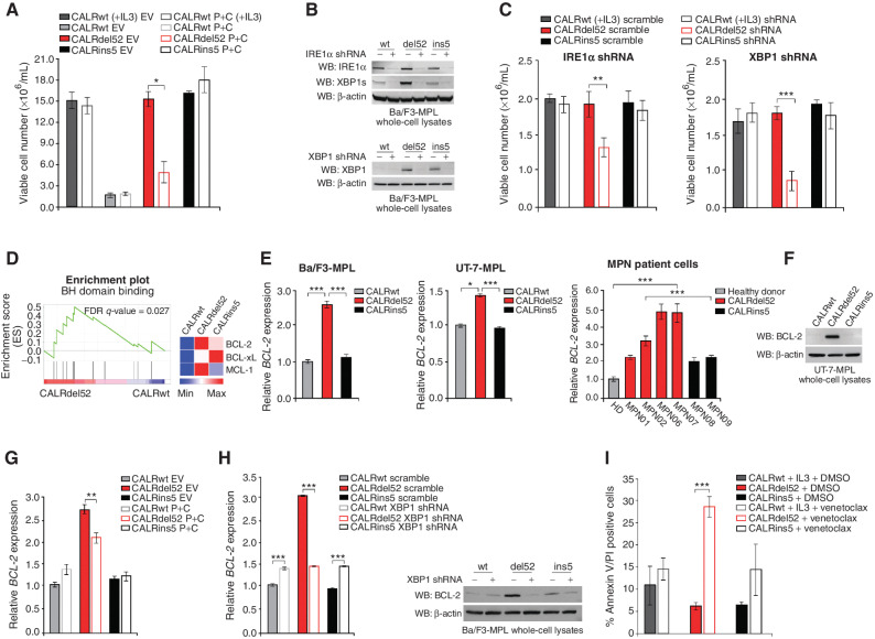 Figure 4. Type I mutant CALRdel52-expressing cells are dependent on depleted ER Ca2+ to activate IRE1α/XBP1, which promotes cell survival via upregulation of BCL-2. A, Total viable cell number at 48 hours post IL3 withdrawal in Ba/F3-MPL cells expressing calreticulin (CALR) variants and either empty vector or P+C rescue construct. Ba/F3-MPL-CALRwt cells grown in the presence of IL3 was included as a control. Each bar represents the average of three independent replicates. Error bars, SD. Significance was determined by two-tailed Student t test (*, P < 0.05). B, Top, Western blot analysis for IRE1α and XBP1s in Ba/F3-MPL cells expressing CALR variants and either a scrambled shRNA or shRNA against IRE1α. Bottom, Western blot analysis for XBP1 in Ba/F3-MPL cells expressing CALR variants and either a scrambled shRNA or shRNA against XBP1. C, Total viable cell number at 48 hours post IL3 withdrawal in Ba/F3-MPL cells expressing CALR variants and either a scrambled shRNA or shRNA against IRE1α (left) or XBP1 (right). Ba/F3-MPL-CALRwt cells grown in the presence of IL3 were included as a control. Each bar represents the average of three independent replicates. Error bars, SD. Significance was determined by two-tailed Student t test (**, P < 0.01; ***, P < 0.001). D, Left, GSEA plots for BH domain binding in Ba/F3-MPL-CALRdel52 cells versus Ba/F3-MPL-CALRwt cells. Right, Heat map displaying relative expression levels of BCL-2 family genes BCL-2, BCL-xL, and MCL-1 in Ba/F3-MPL cells expressing CALR variants. E, qPCR for BCL-2 expression in Ba/F3-MPL cells (left) and UT-7-MPL cells (middle) expressing CALRwt, CALRdel52, and CALRins5, and in peripheral blood mononuclear cells (PBMC) from a healthy donor (HD) or patients with myeloproliferative neoplasms (MPN; patient number depicted below each bar) with CALRdel52 or CALRins5 mutations (right). Each bar represents the average of three independent replicates. Error bars, SD. Significance was determined by two-tailed Student t test (*, P < 0.05; ***, P < 0.001). F, Western blot analysis for BCL-2 in UT-7-MPL cells expressing CALR variants. β-Actin was used as a loading control. G, qPCR for BCL-2 expression in Ba/F3-MPL cells expressing CALR variants and either empty vector or P+C rescue construct. Each bar represents the average of three independent replicates. Error bars, SD. Significance was determined by two-tailed Student t test (**, P < 0.01). H, Left, qPCR for BCL-2 expression in Ba/F3-MPL cells expressing CALR variants and a scramble shRNA or shRNA against XBP1. Each bar represents the average of three independent replicates. Error bars, SD. Significance was determined by two-tailed Student t test (***, P < 0.001). Right, Western blot analysis for BCL-2 in Ba/F3-MPL cells expressing CALR variants and a scramble shRNA (−) or shRNA against XBP1 (+). I, Quantification of flow cytometric analysis for Annexin V/PI double positivity in Ba/F3-MPL cells expressing CALR variants and treated with or without venetoclax (1 μmol/L for 24 hours). Each bar represents the average of three independent replicates. Error bars, SD. Significance was determined by two-tailed Student t test (***, P < 0.001).