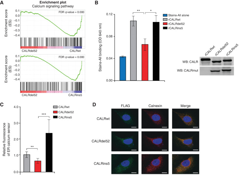 Figure 2. Type I CALRdel52 mutations lead to loss of Ca2+ binding function, resulting in ER Ca2+ depletion. A, GSEA plots for Ca2+ signaling pathway in Ba/F3-MPL-CALRdel52 cells versus Ba/F3-MPL-CALRwt cells (top) and Ba/F3-MPL-CALRins5 cells (bottom). B, Left, absorbance (640 nm) of 20 μg of recombinant CALRwt, CALRdel52, CALRins5 incubated with 0.025% stains-all solution to indirectly measure the Ca2+ binding ability of each rCALR protein. Each bar represents the average of three independent replicates. Error bars, SD. Significance was determined by two-tailed Student t test (*, P < 0.05; **, P < 0.01). Right, Western blot analysis for calreticulin (CALR; which detects both wild-type and mutant CALR) and mutant CALR (which only detects the mutant C-terminus) for rCALR proteins used in Stains-all assay. C, Quantification of relative fluorescence of Ca2+ sensor in U2OS cells expressing iV2-CALRwt, CALRdel52, and CALRins5. Each bar represents the average of five individual cells. Error bars, SD. Significance was determined by two-tailed Student t test (*, P < 0.05; **, P < 0.01). D, Immunofluorescence of Flag-tagged CALR variants (green) and ER marker calnexin (red) in U2OS cells. Nuclear staining with DAPI is shown in blue. Merge column depicts the overlay of Flag-CALR in green with the ER in red to demonstrate colocalization (yellow). Scale bar, 10 μm.