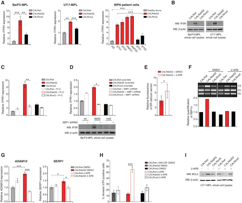 Figure 5. XBP1 upregulates the IP3 receptor to induce a positive feedback loop of sustained depleted ER Ca2+ and IRE1α/XBP1 pathway activation in type I CALRdel52-expressing cells. A, qPCR for ITPR1 in Ba/F3-MPL cells (left) and UT-7-MPL cells (middle) expressing CALRwt, CALRdel52, and CALRins5, and in peripheral blood mononuclear cells (PBMC) from a healthy donor (HD) or patients with myeloproliferative neoplasms (MPN; patient number depicted below each bar) with CALRdel52 or CALRins5 mutations (right). Each bar represents the average of three independent replicates. Error bars, SD. Significance was determined by two-tailed Student t test (**, P < 0.01; ***, P < 0.001). B, Western blot analysis for IP3R in Ba/F3-MPL and UT-7-MPL cells expressing calreticulin (CALR) variants. β-Actin was used as a loading control. C, qPCR for ITPR1 expression in Ba/F3-MPL cells expressing CALR variants and either empty vector or P+C rescue construct. Each bar represents the average of three independent replicates. Error bars, SD. Significance was determined by two-tailed Student t test (**, P < 0.01). D, Top, qPCR for ITPR1 expression in Ba/F3-MPL cells expressing CALR variants and a scramble shRNA or shRNA against XBP1. Each bar represents the average of three independent replicates. Error bars, SD. Significance was determined by two-tailed Student t test (*, P < 0.05). Bottom, Western blot analysis for IP3R in Ba/F3-MPL cells expressing CALR variants and a scramble shRNA (−) or shRNA against XBP1 (+). E, Quantification of relative fluorescence of Ca2+ sensor in U2OS cells expressing iV2-CALRdel52 treated with or without 2-APB (100 μmol/L for 1.5 minutes). Each bar represents the average of three independent replicates. Error bars, SD. Significance was determined by two-tailed Student t test (*, P < 0.05). F, Top, XBP1 splicing assay performed in Ba/F3-MPL cells expressing CALR variants treated with or without 2-APB (100 μmol/L for 24 hours). Top band shows the spliced form of XBP1 (s), bottom bands show the Pst1-digested unspliced form of XBP1 (us). Bottom, quantification of spliced XBP1 band. Analysis was performed using Thermo Fisher Scientific iBright Analysis Software. G, qPCR for ADAM10 and SERP1 expression in UT-7-MPL cells expressing CALR variants treated with or without 2-APB (100 μmol/L for 24 hours). Each bar represents the average of three independent replicates. Error bars, SD. Significance was determined by two-tailed Student t test (**, P < 0.01). H, Quantification of flow cytometric analysis for Annexin V/PI double positivity in Ba/F3-MPL cells expressing CALR variants and treated with or without 2-ABP (100 μmol/L for 72 hours). Each bar represents the average of three independent replicates. Error bars, SD. Significance was determined by two-tailed Student t test (***, P < 0.01). I, Western blot analysis for BCL-2 in Ba/F3-MPL cells expressing CALR variants and treated with or without 2-ABP (100 μmol/L for 24 hours). β-Actin was used as a loading control.