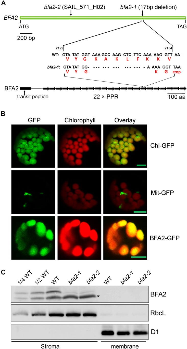 FIGURE 2