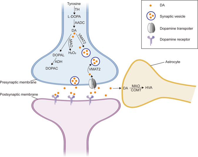 Fig. 1