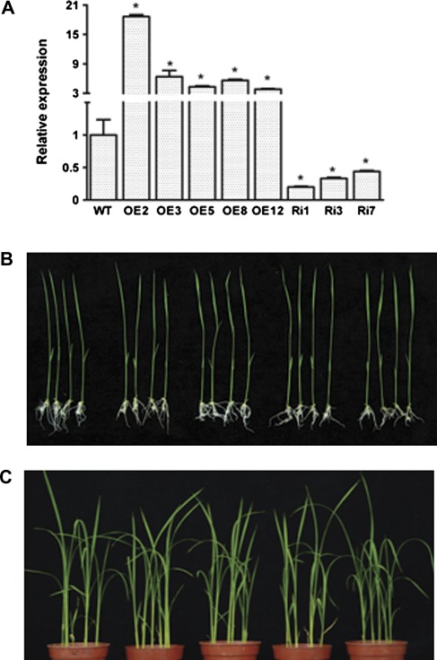 Fig. 3.