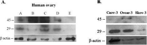 FIG. 5.