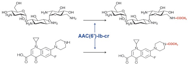 Fig. 13
