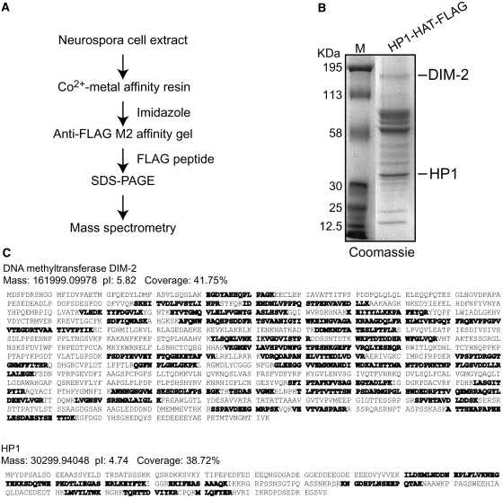 Figure 5.—