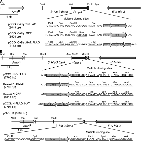 Figure 2.—