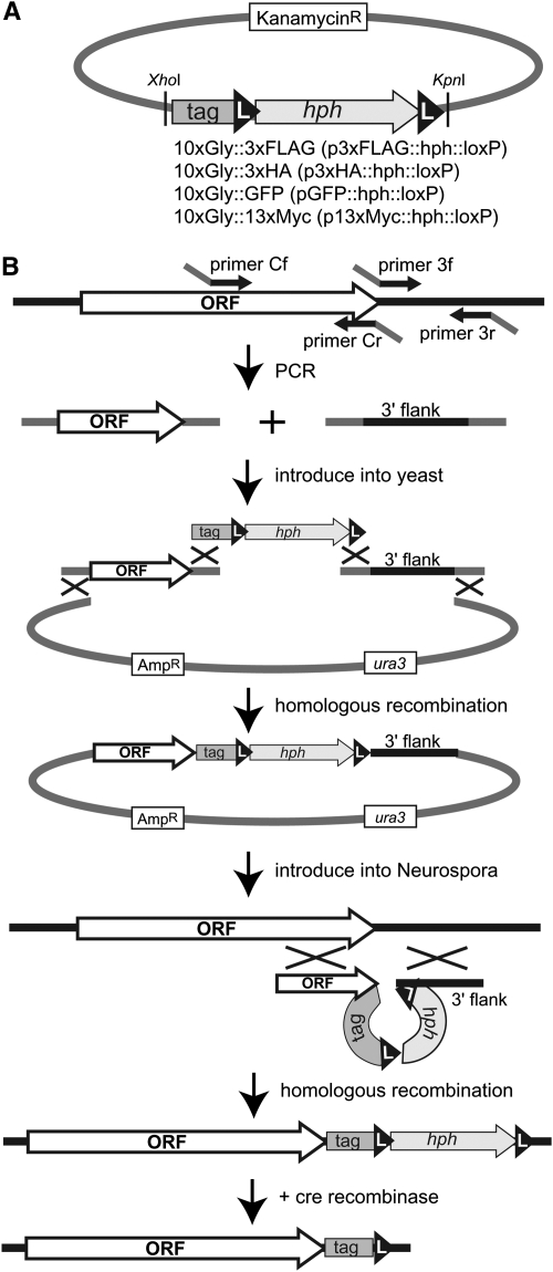 Figure 3.—