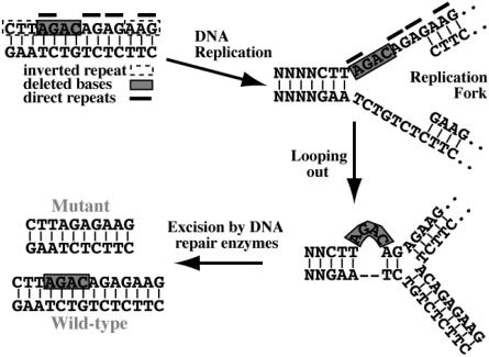 Figure  1