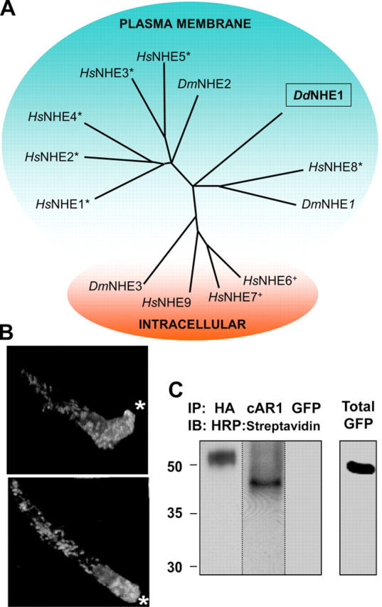 Figure 1.