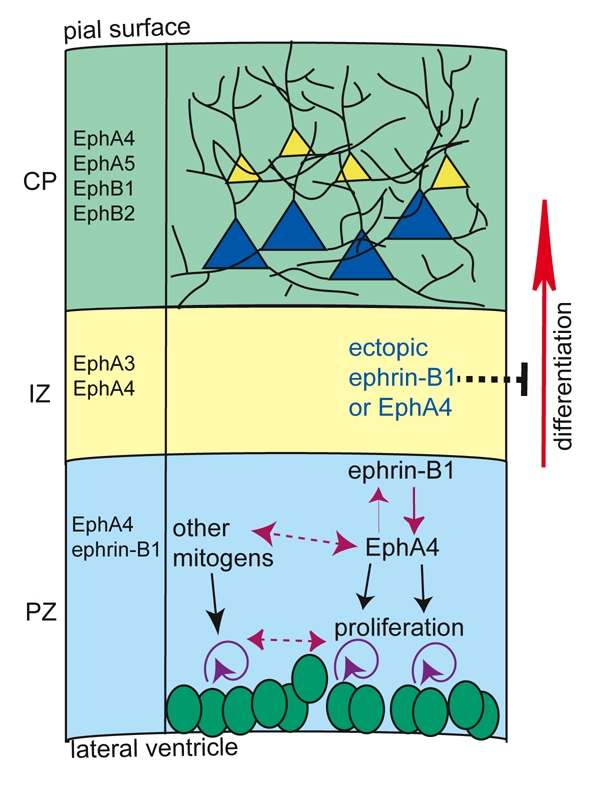 Fig. 8.