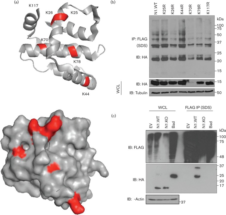 Fig. 7. 