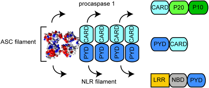 Figure 1