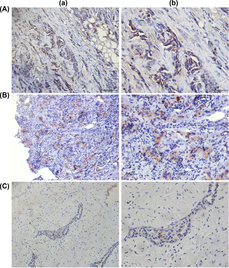 Fig. (2)