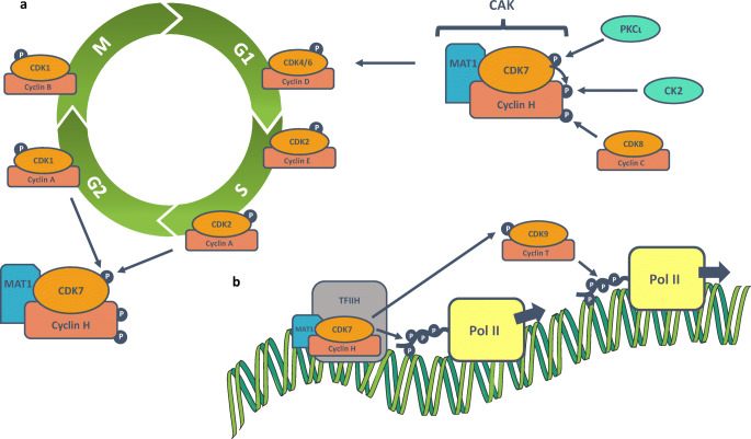 Fig. 1