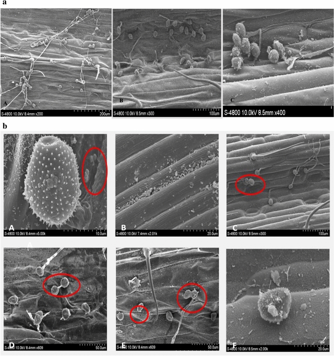 Figure 5