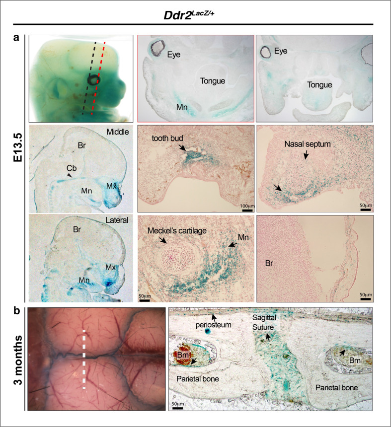 Figure 4—figure supplement 1.