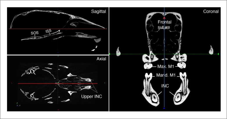 Figure 1—figure supplement 1.