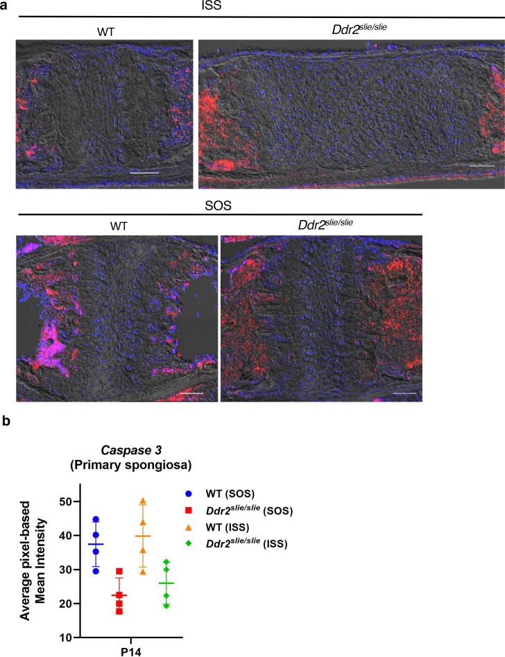 Figure 2—figure supplement 1.