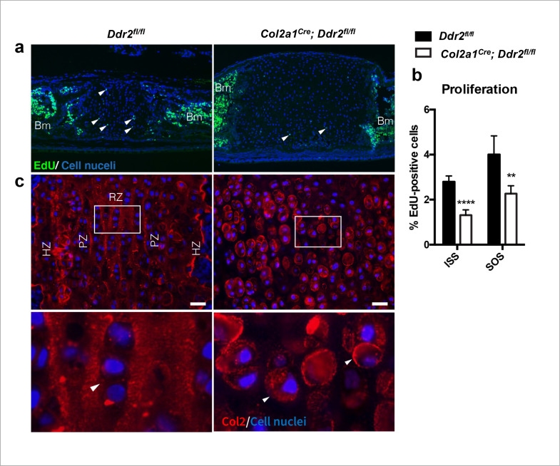 Figure 7—figure supplement 2.