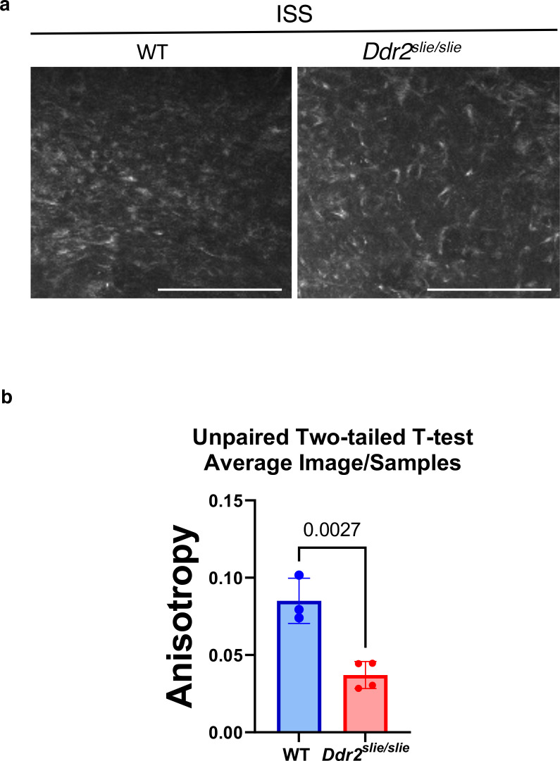 Figure 3—figure supplement 1.