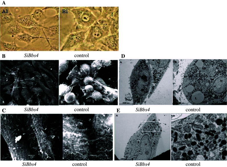 Fig. 6