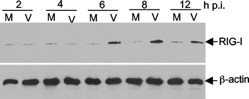 FIG. 5.