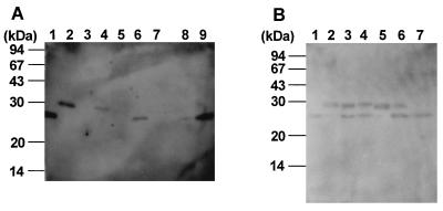 FIG. 8