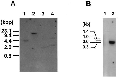 FIG. 5