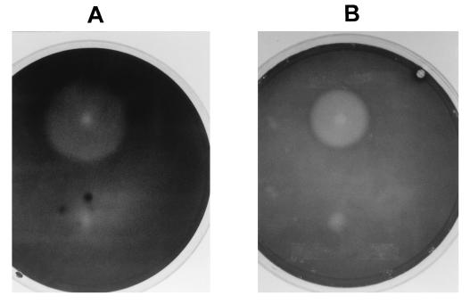 FIG. 6