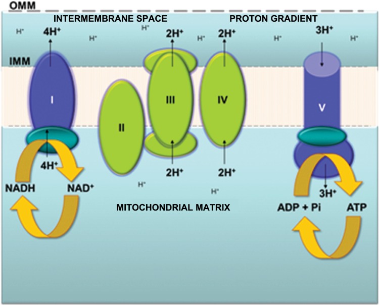 Fig. 3