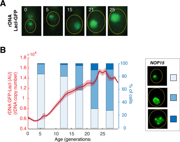 Figure 4—figure supplement 1.